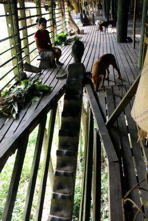 For hundreds of years, this log of ironwood had been one of the three entrances to the longhouse. The Tamambaloh Dayaks of Ulu Palin are hunter gatherers.
