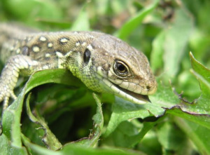 lizard