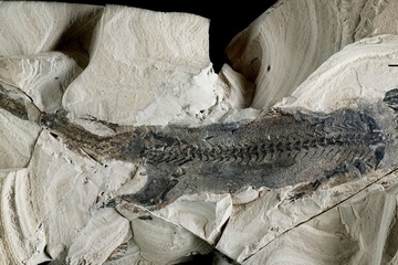 A fossil of the primitive amphibian <em>Micromelerpeton credneri</em> from Lake Odernheim in southwest Germany