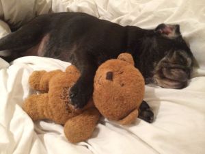 House (and bed) guest Petunia snuggles up with her favorite teddy bear.
