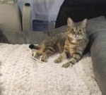 kitteh