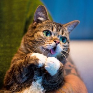 Lil_BUB