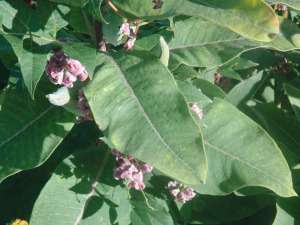milkweed