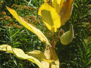 milkweed2