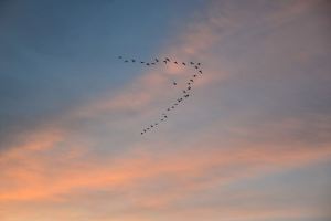 800px-Birds_(7373579788)