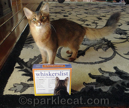 I didn't even know there were kitty classifieds!