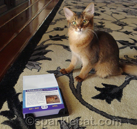 Are you sure kittens are allowed to see some of these?