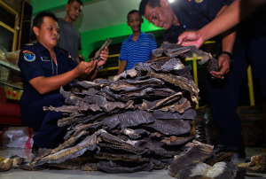 Fisheries police sort manta ray gills during the arrest.