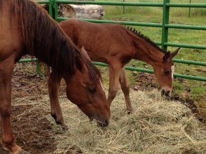 Baby's first hay
