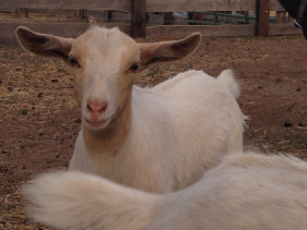 Sweet goat that tried to eat the zipper-pull on my jacket