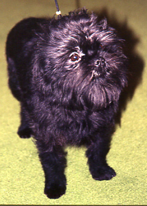 affenpinscher