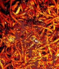 Bucket-of-Lo-Mein