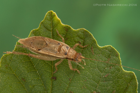 A male Jumping Bush Cricket (Orocharis saltator).