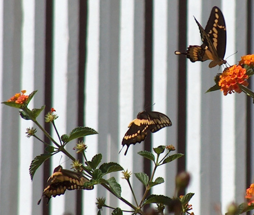 3 swallowtails at fence HPIM8412 - Version 2