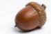 acorn