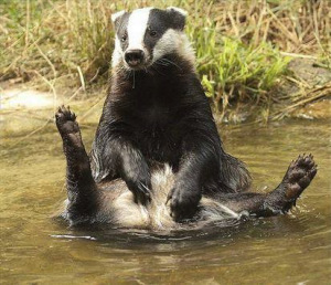 Badger bath