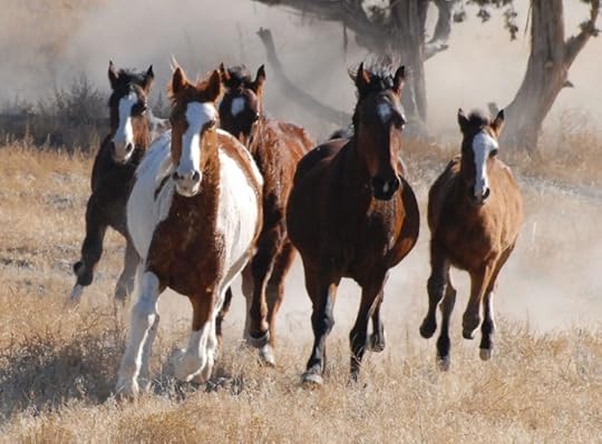 wild_horses_0