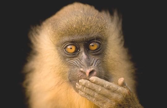 A young Mandrill (Equatorial Guinea) by Joel Sartore