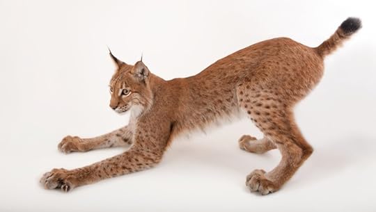 Eurasian lynx by Joel Sartore