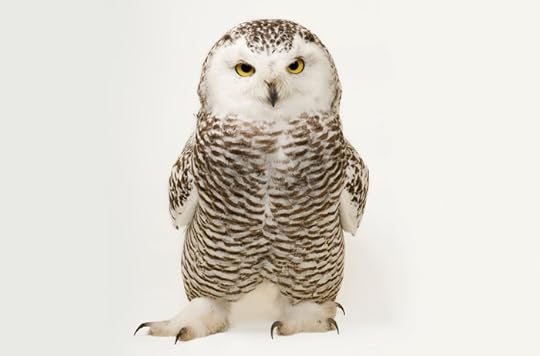 Young female snowy owl by Joel Sartore