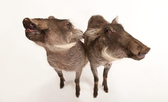Warthogs by Joel Sartore