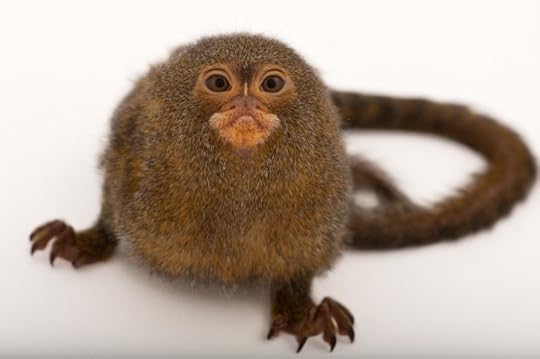 Pygmy marmoset by Joel Sartore