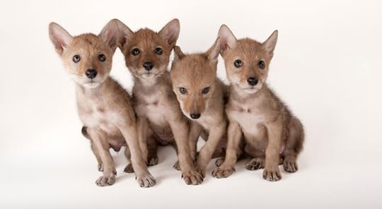 Nebraskan coyote pups by Joel Sartore