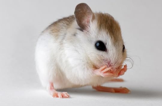 St. Andrews beach mouse by Joel Sartore