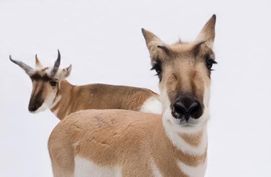 Pronghorn antelope by Joel Sartore