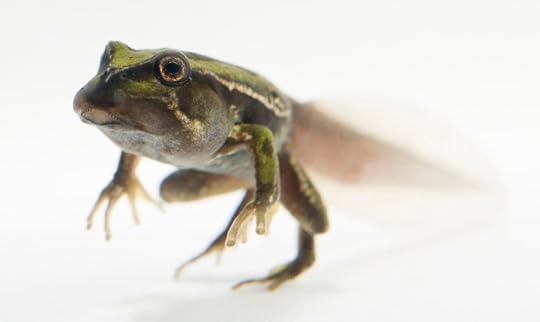 San Lucas marsupial frog by Joel Sartore