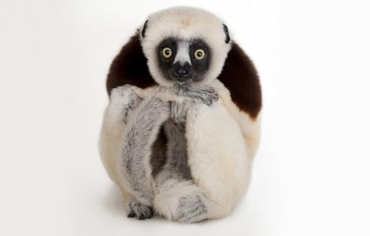Coquerel's sifaka by Joel Sartore
