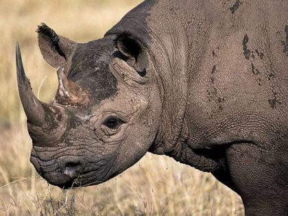 Baby Black Rhino. Photograph by Jodi Cobb. source National Geographic.