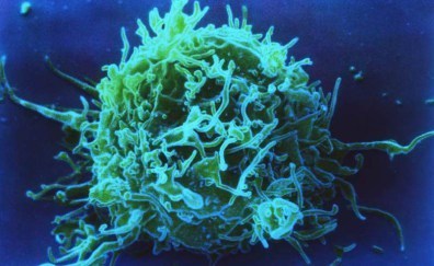 T-cell