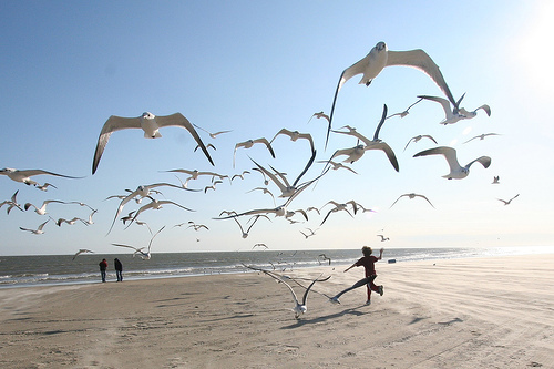 running with the seagulls by eschipul, on Flickr