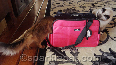 It passed kitty quality control with ease!