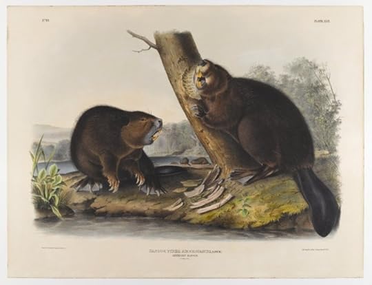 American Beaver by John James Audubon, 1844. Public domain via WikiArt.