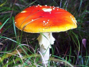 toadstool
