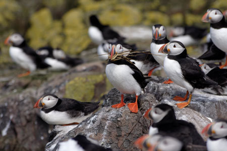 Puffins on the Farne Islands