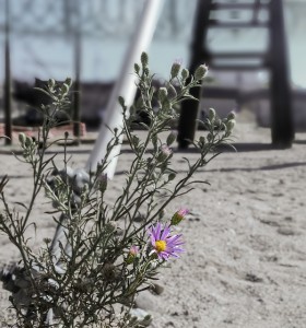 flower-370101_640