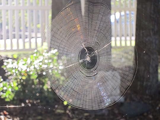 frank's-web-web