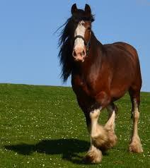 I am most at home with my Clydesdale