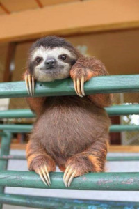 smiling sloth happy morning