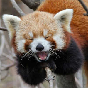 happy raccoon