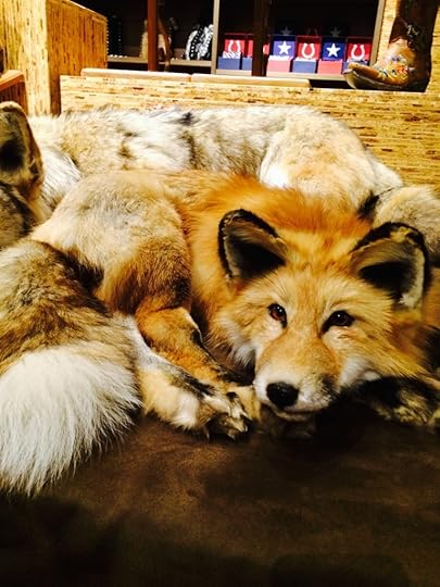 Foxy lady! Um, dead foxy lady. 