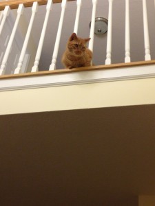 I feel safe way up here. 