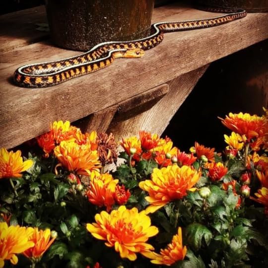 farm snake