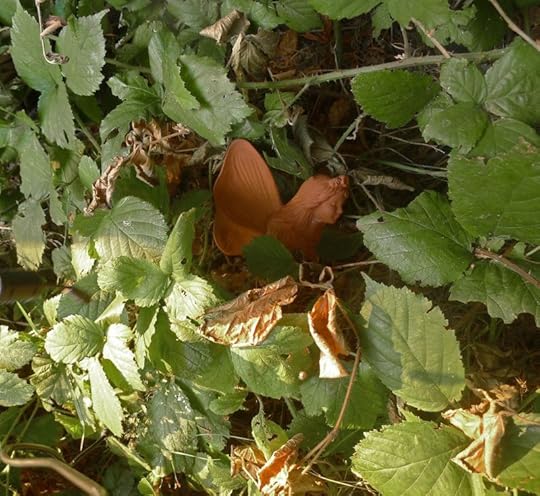Red Clay