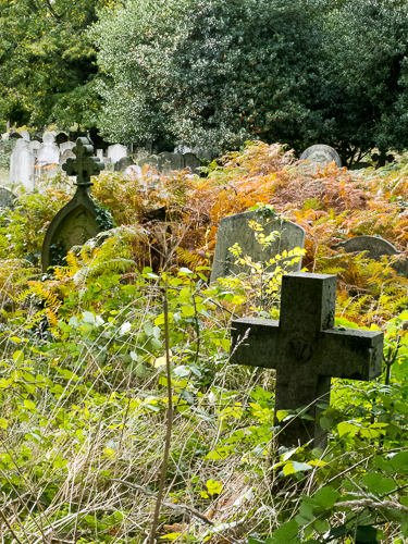 Brompton Cross in Ferns