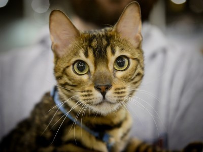 Bengal-cat
