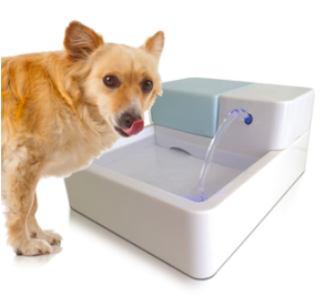 DogFountain